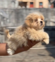 Buy Vaccinated  Lhasa Apso Puppy from Kolkata